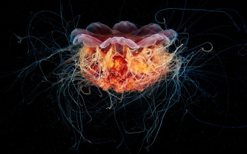 Картинка животные медузы цианея щупальца медуза