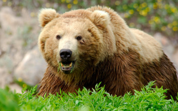 Картинка животные медведи трава хищник кусты бурый медведь