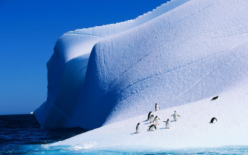Картинка животные пингвины ледник птицы океан мерзлота айсберг антарктида
