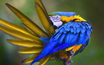 Картинка животные попугаи птица попугай перья сине-жёлтый ара