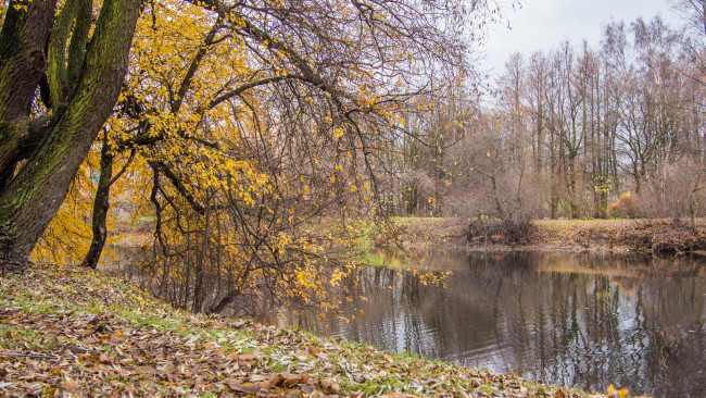 Обои картинки фото природа, парк, ekateringofka-river-saint-petersburg
