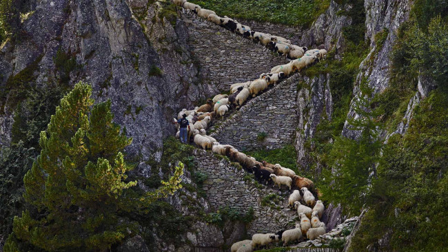 Обои картинки фото животные, овцы,  бараны, горы