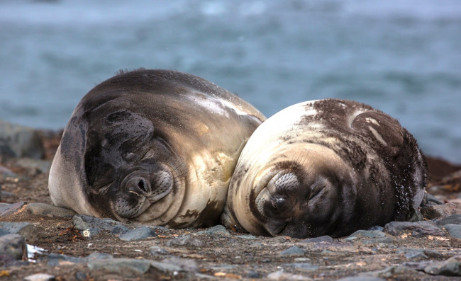 Обои картинки фото антарктические морские слоны, животные, тюлени,  морские львы,  морские котики, сон, камни, берег, пара, отдых