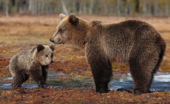 Обои картинки фото животные, медведи, фон, природа
