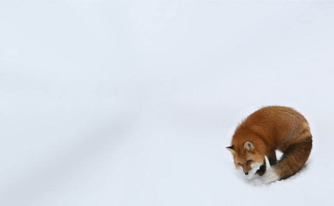 Обои картинки фото животные, лисы, снег, лиса