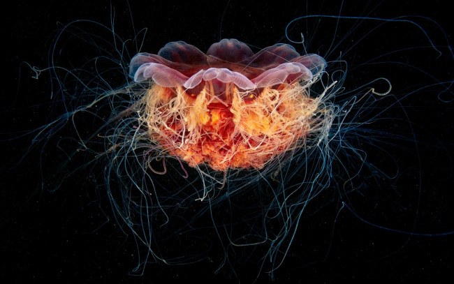 Обои картинки фото животные, медузы, цианея, щупальца, медуза
