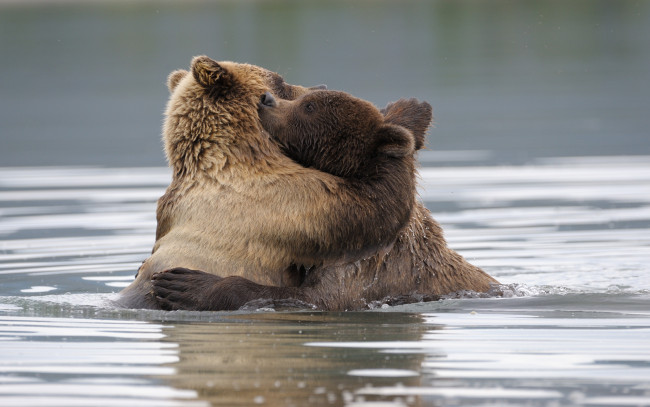 Обои картинки фото животные, медведи, бурый, медведь, борьба, купание, хищник, вода