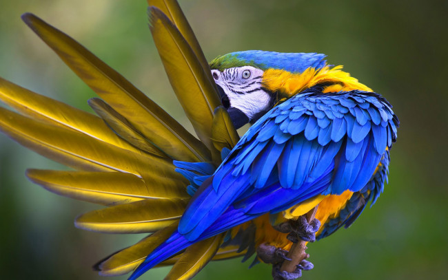 Обои картинки фото животные, попугаи, птица, попугай, перья, сине-жёлтый, ара