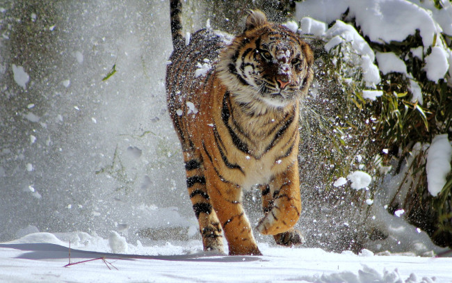 Обои картинки фото животные, тигры, хищник, зверь, зима, снег, тигр