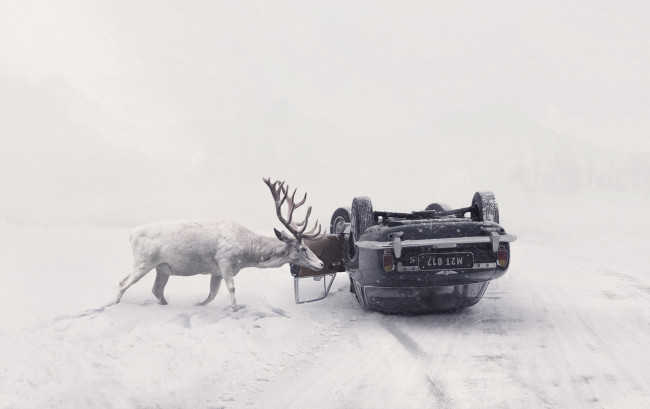 Обои картинки фото юмор и приколы, дорога, машина, зима, олень