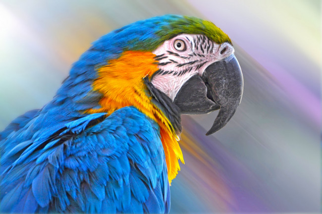 Обои картинки фото животные, попугаи, птица, попугай, клюв, перья, сине-жёлтый, ара
