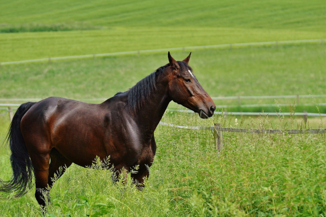Обои картинки фото животные, лошади, лошадь, трава