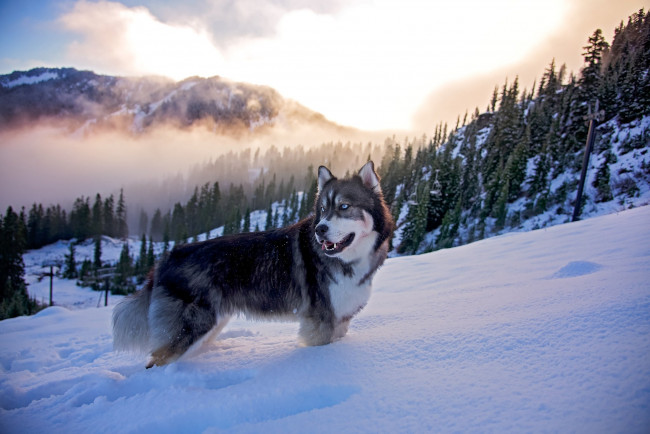 Обои картинки фото хаски в горах, животные, собаки, хаски, снег, собака, зима, горы