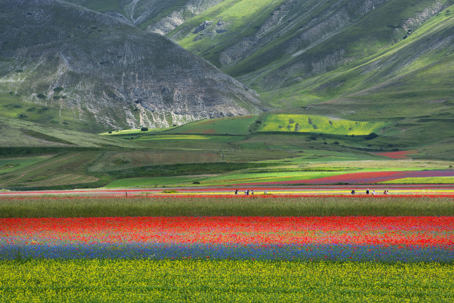 Обои картинки фото природа, поля, цветы, луг, маки, горы, поле, италия