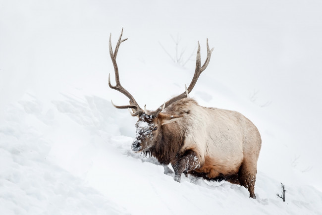 Обои картинки фото животные, олени, олень, снег
