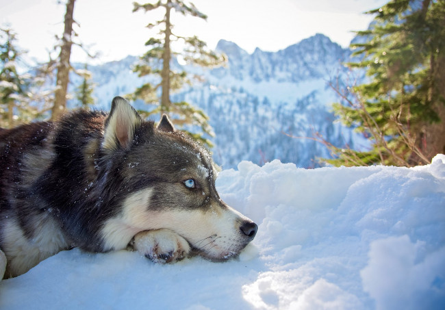 Обои картинки фото хаски на снегу, животные, собаки, собака, пёс, хаски, животное, снег, зима