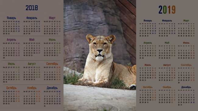 Обои картинки фото календари, животные, взгляд, лев