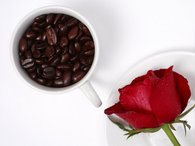 Обои картинки фото еда, кофе,  кофейные зёрна, чашка, красная, роза, цветок, зерна