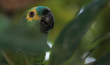 Картинка животные попугаи попугай ара дерево ветки