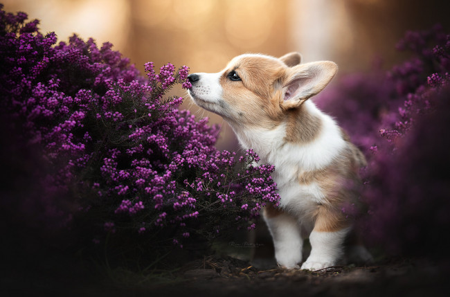 Обои картинки фото животные, собаки, щенок, собака, цветы, природа