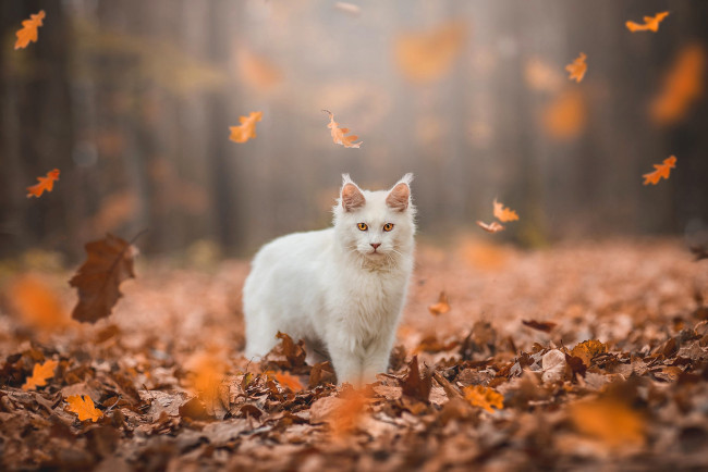 Обои картинки фото животные, коты, осень, лес, кошка, белый, кот, взгляд, листья, свет, природа, парк, листва, желтые, стоит, мордашка, листопад, боке