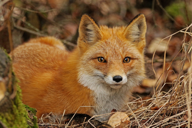 Обои картинки фото животные, лисы, взгляд, морда, лиса, рыжая, сухая, трава