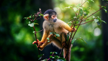 Картинка животные обезьяны саймири