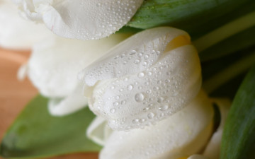 Картинка цветы тюльпаны белые бутоны