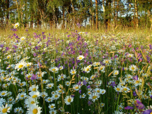Картинка цветы луговые полевые ромашки колокольчики