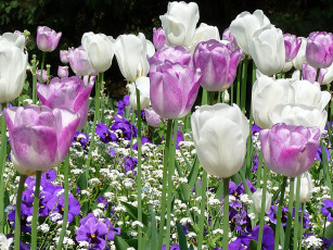 Картинка цветы разные вместе тюльпаны виолы