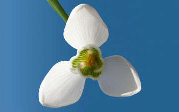 Картинка цветы подснежники белоцветник