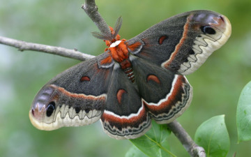 Картинка животные бабочки павлиноглазка цикропия бабочка ветвь