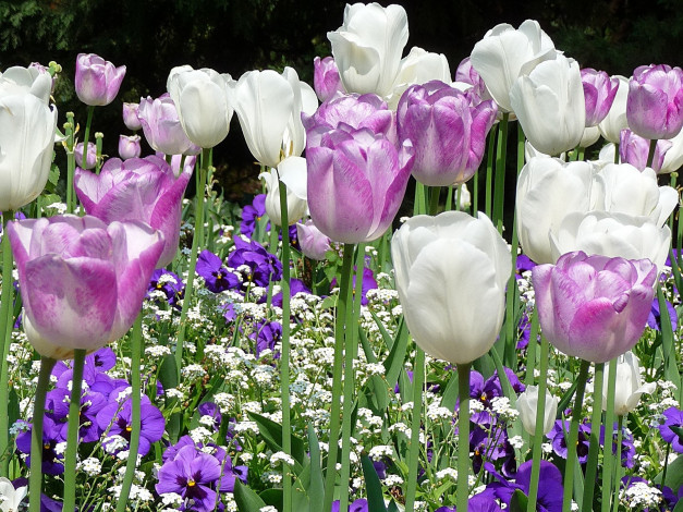 Обои картинки фото цветы, разные, вместе, тюльпаны, виолы