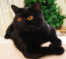 Картинка животные коты британец чёрный кот