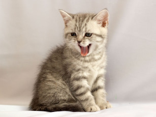 Картинка животные коты британец котёнок