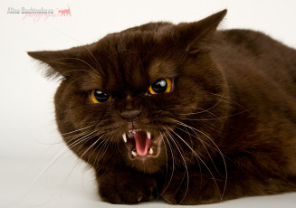 Картинка животные коты британец агрессивный шипит