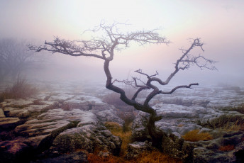 Картинка природа деревья дерево туман осень