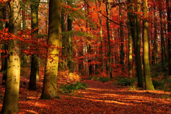 Картинка природа лес деревья осень