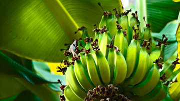 Картинка природа плоды фрукты бананы зеленые