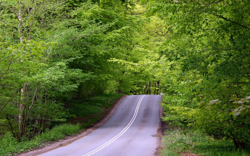 Картинка природа дороги деревья лес