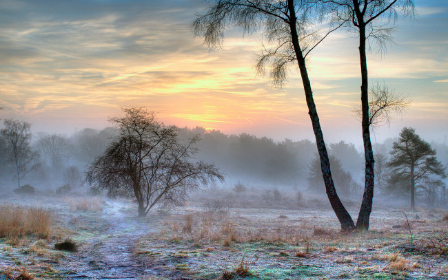 Обои картинки фото природа, деревья, туман, утро, иней, снег, зима