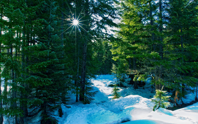 Обои картинки фото природа, лес, лучи, зима