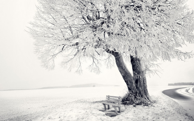 Обои картинки фото природа, зима, дерево, иней, скамейка