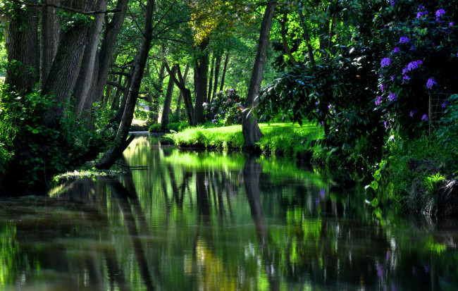 Обои картинки фото природа, реки, озера, река, кусты, деревья, лес