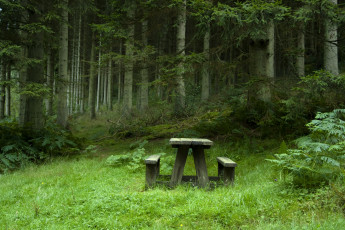 Картинка природа лес поляна пейзаж столик лавочки