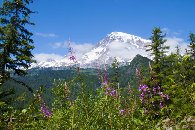 Обои картинки фото mount, rainier, national, park, природа, горы, национальный, парк, маунт-рейнир, цветы, лес, пейзаж