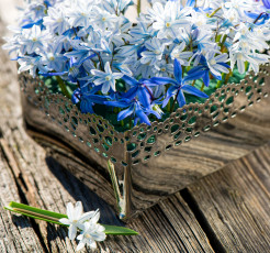 обоя цветы, подснежники,  белоцветник,  пролески, синий