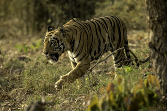 Картинка животные тигры морда кошка полосы заросли