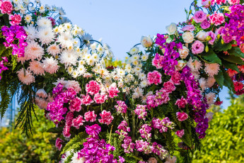 Картинка цветы разные+вместе розы гвоздики хризантемы орхидеи