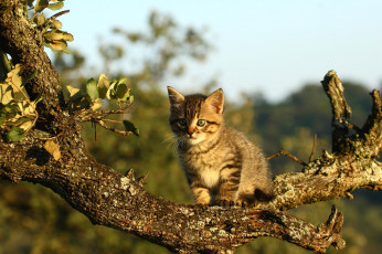 Картинка животные коты ветка котенок